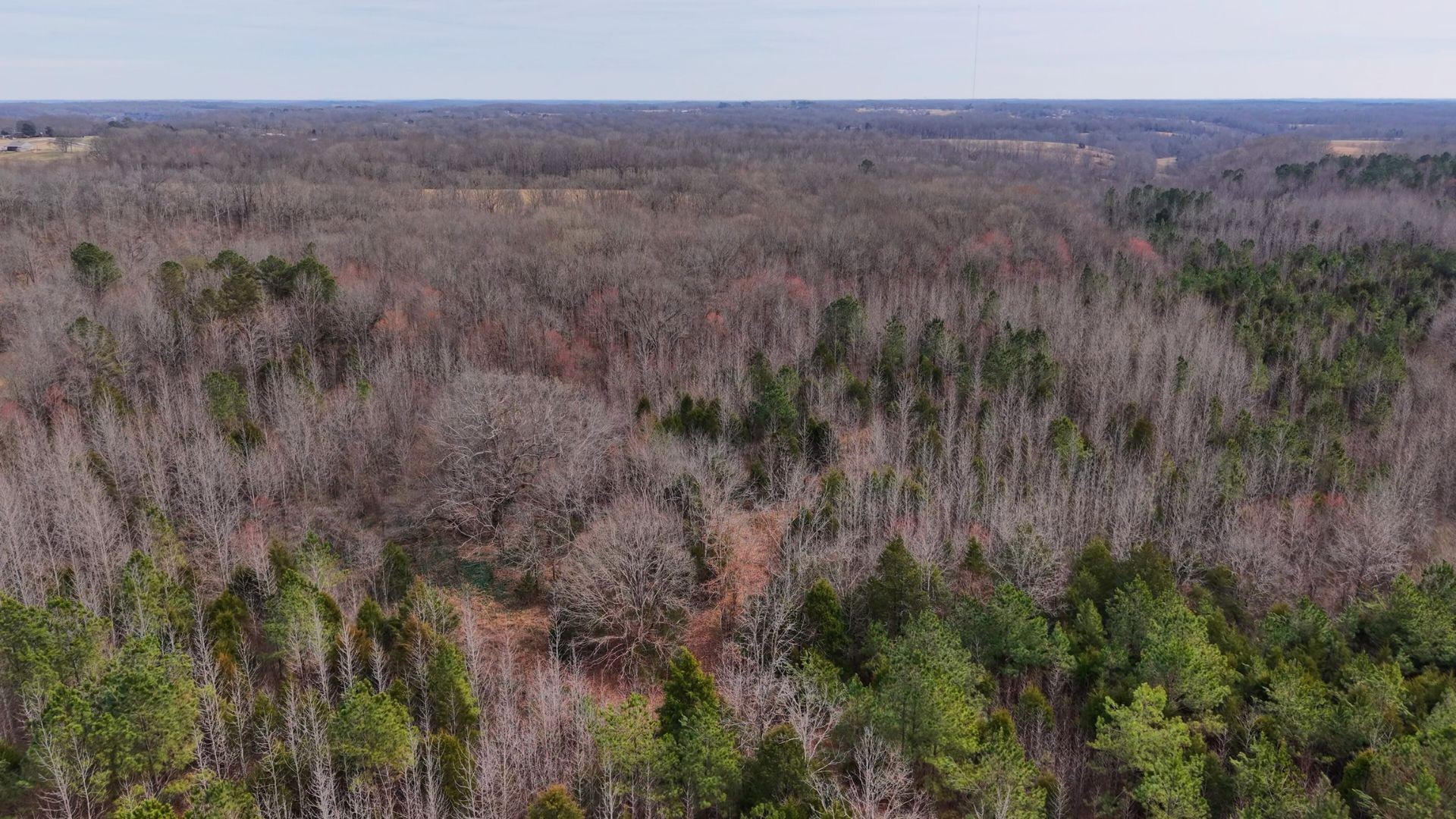 0 Davis Hollow Road Minor Hill, TN 38473 - Photo 10 of 11 a view of a lush green forest with lots of trees