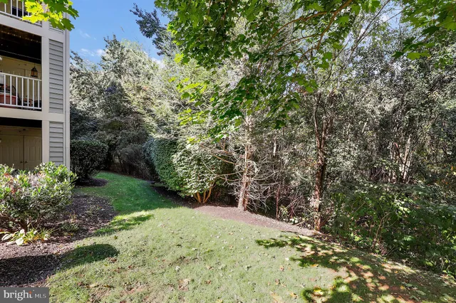a view of a yard with plants and large trees