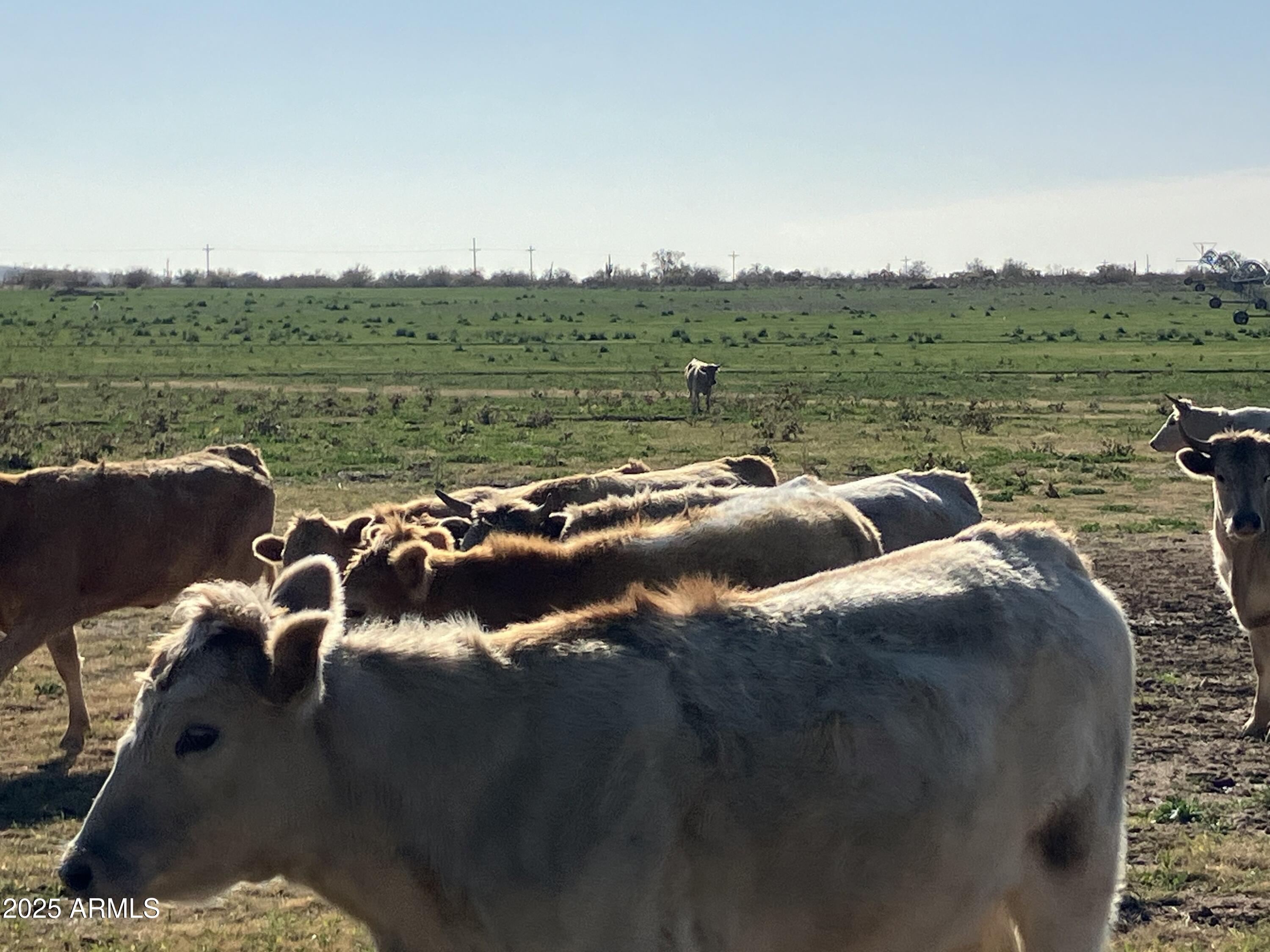 28952 East Price Road Florence, AZ 85132 - Photo 12 of 14 a view of a lake with a yard