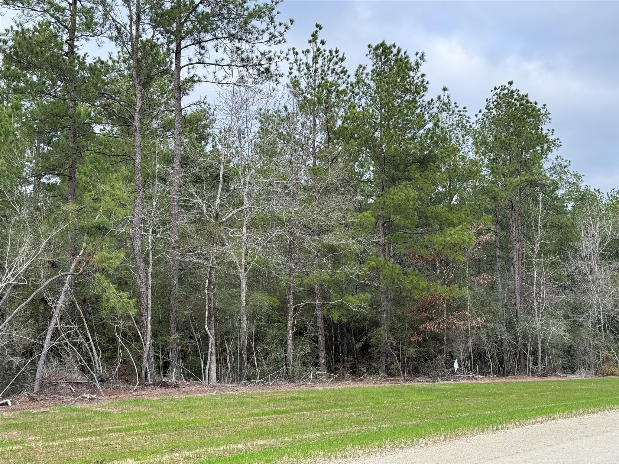 10621 Devotion Road Willis, TX 77378 - Photo 5 of 16 a view of a park with large trees