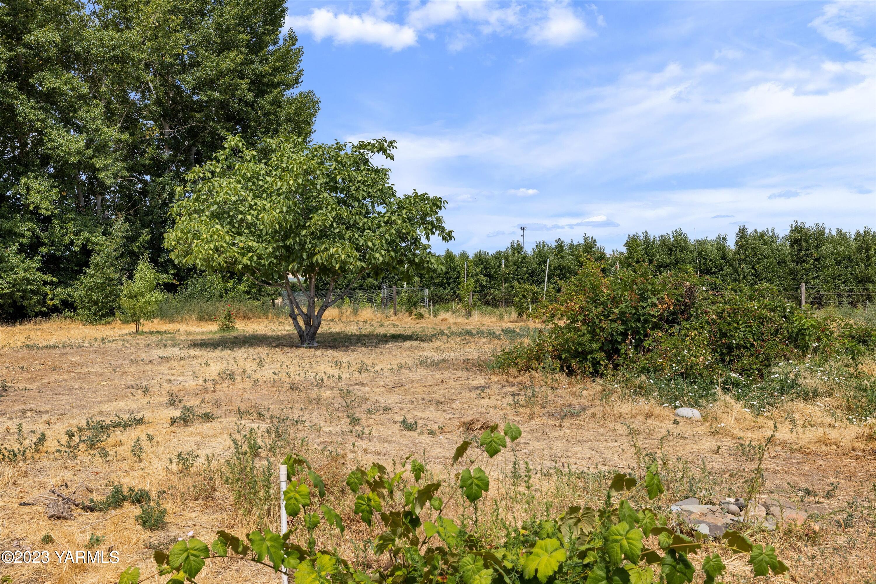 2901 Jones Road Wapato, WA 98951 - Photo 30 of 32 a view of a yard with trees
