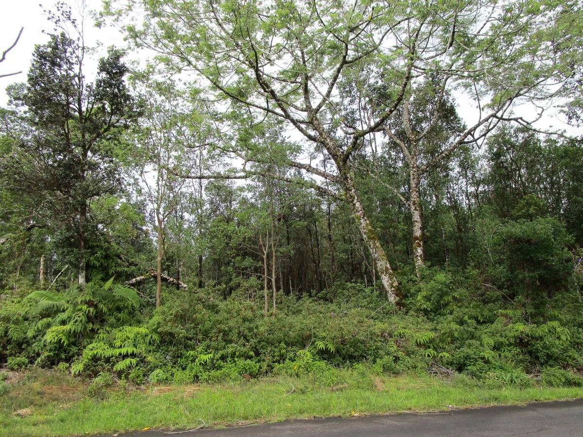 a view of forest