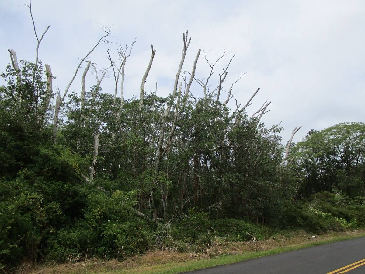 78 E South Kulani Road Mountain View, HI 96771 - Photo 4 of 6 a view of a yard