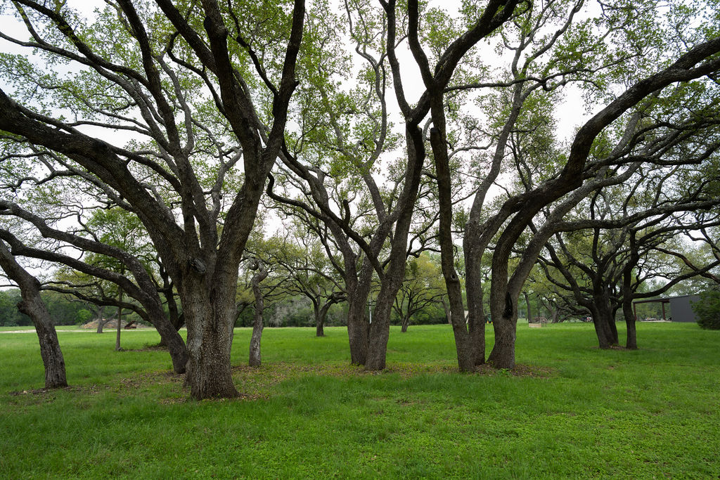 426 Mill Run New Braunfels, TX 78132 - Photo 36 of 40 a big yard with lots of trees