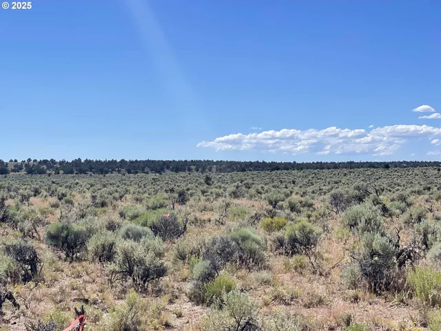 a view of a dry yard with green space
