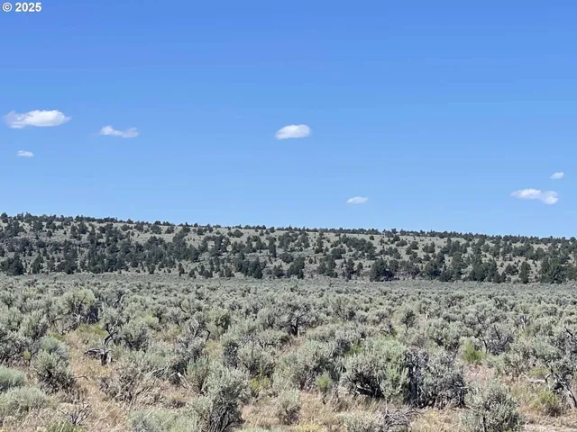 a view of a dry yard with trees