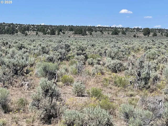 a view of a dry top of forest