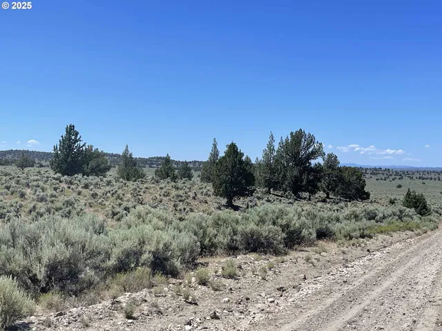a view of a dry yard with trees in the background