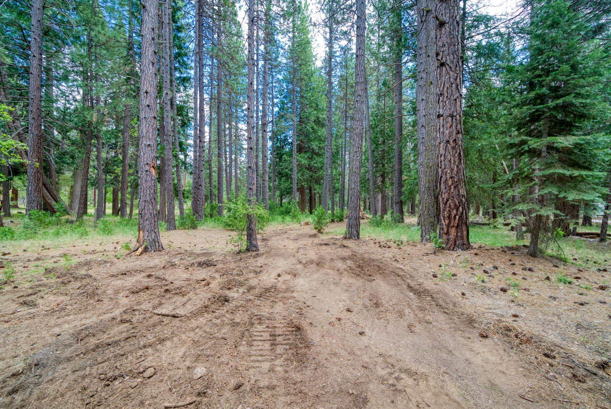 58374 Gill Ranch Road Cromberg, CA 96103 - Photo 11 of 44 a view of a forest with trees in the background