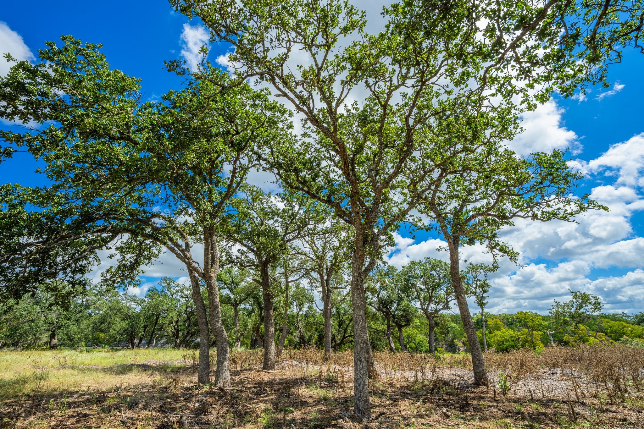 6477 South 783rd Ranch Harper, TX 78631 - Photo 13 of 19