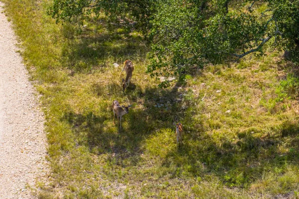 $525,000 | 6477 South 783rd Ranch, Harper, TX 78631