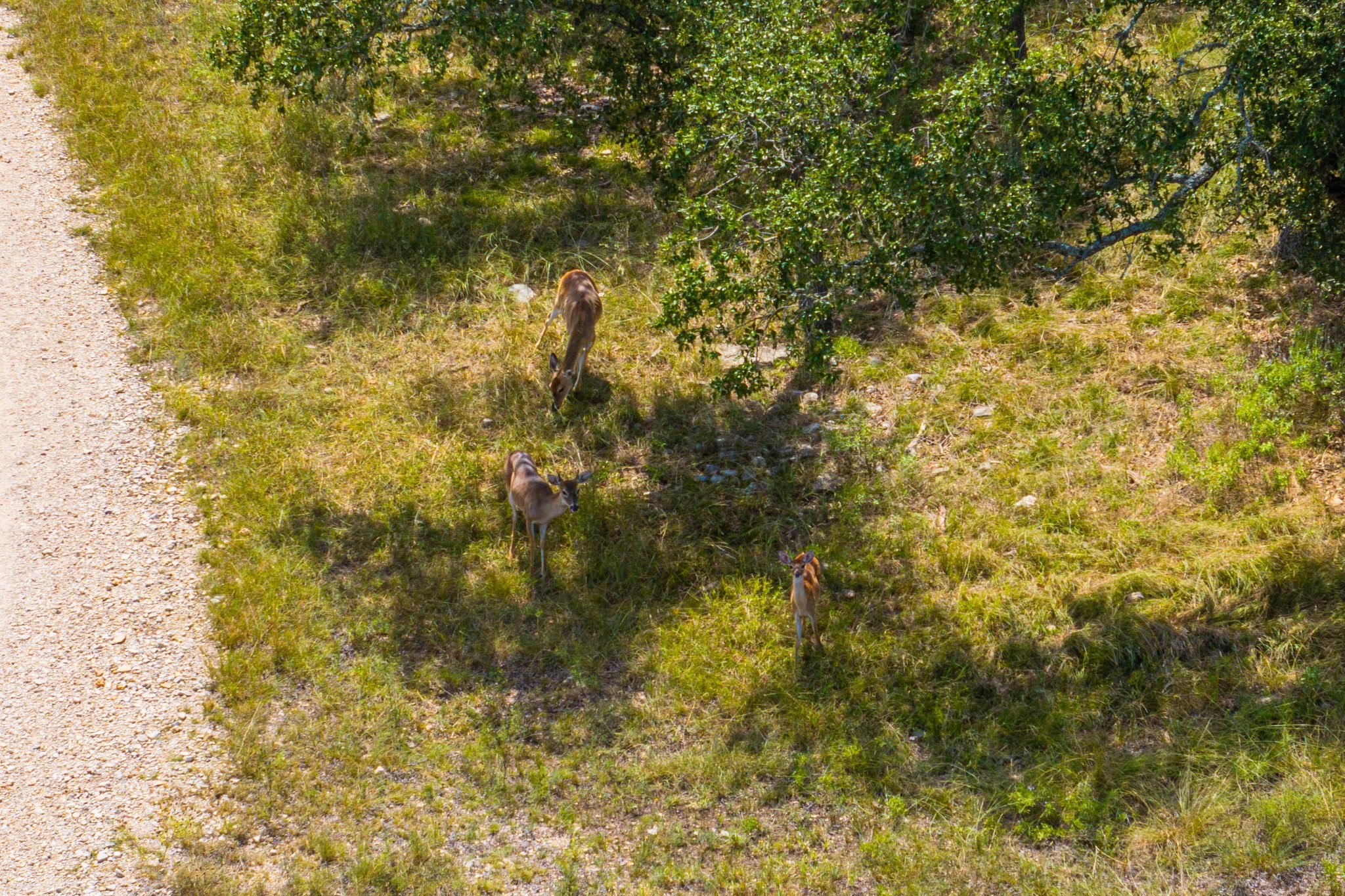 6477 South 783rd Ranch Harper, TX 78631 - Photo 5 of 19