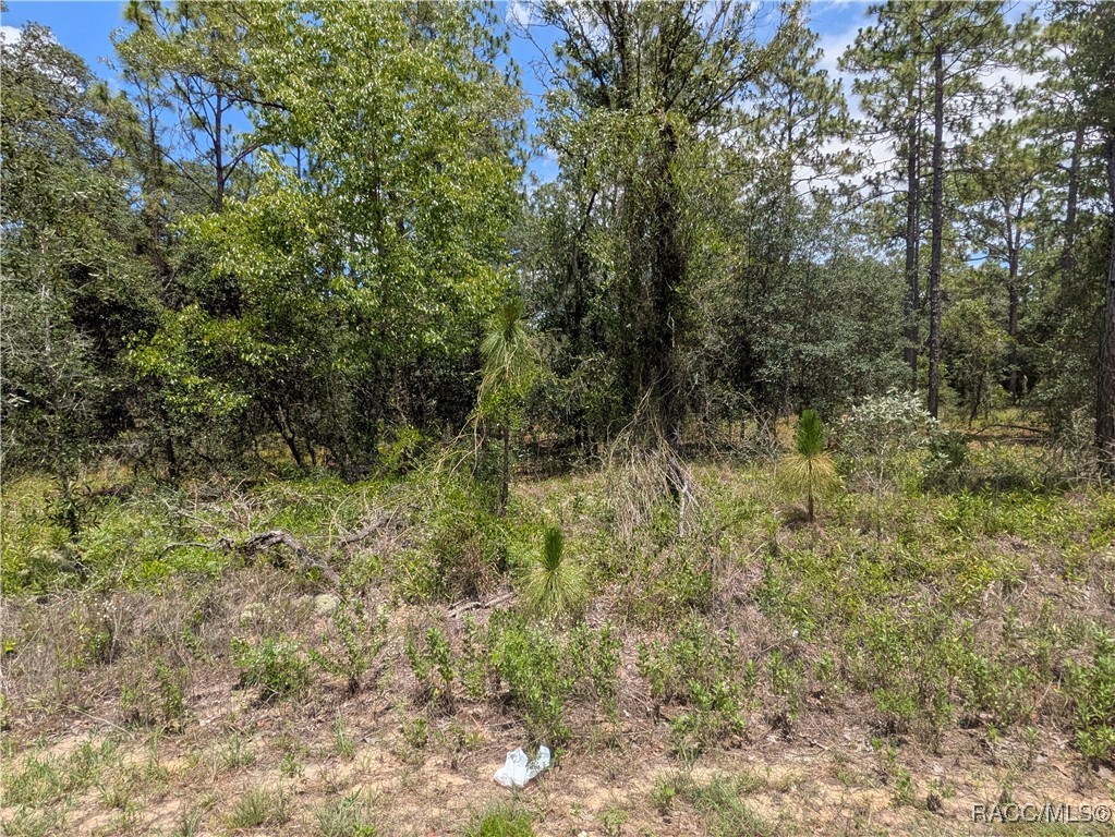 0 Northwest Ridgewood Road Dunnellon, FL 34431 - Photo 5 of 13
