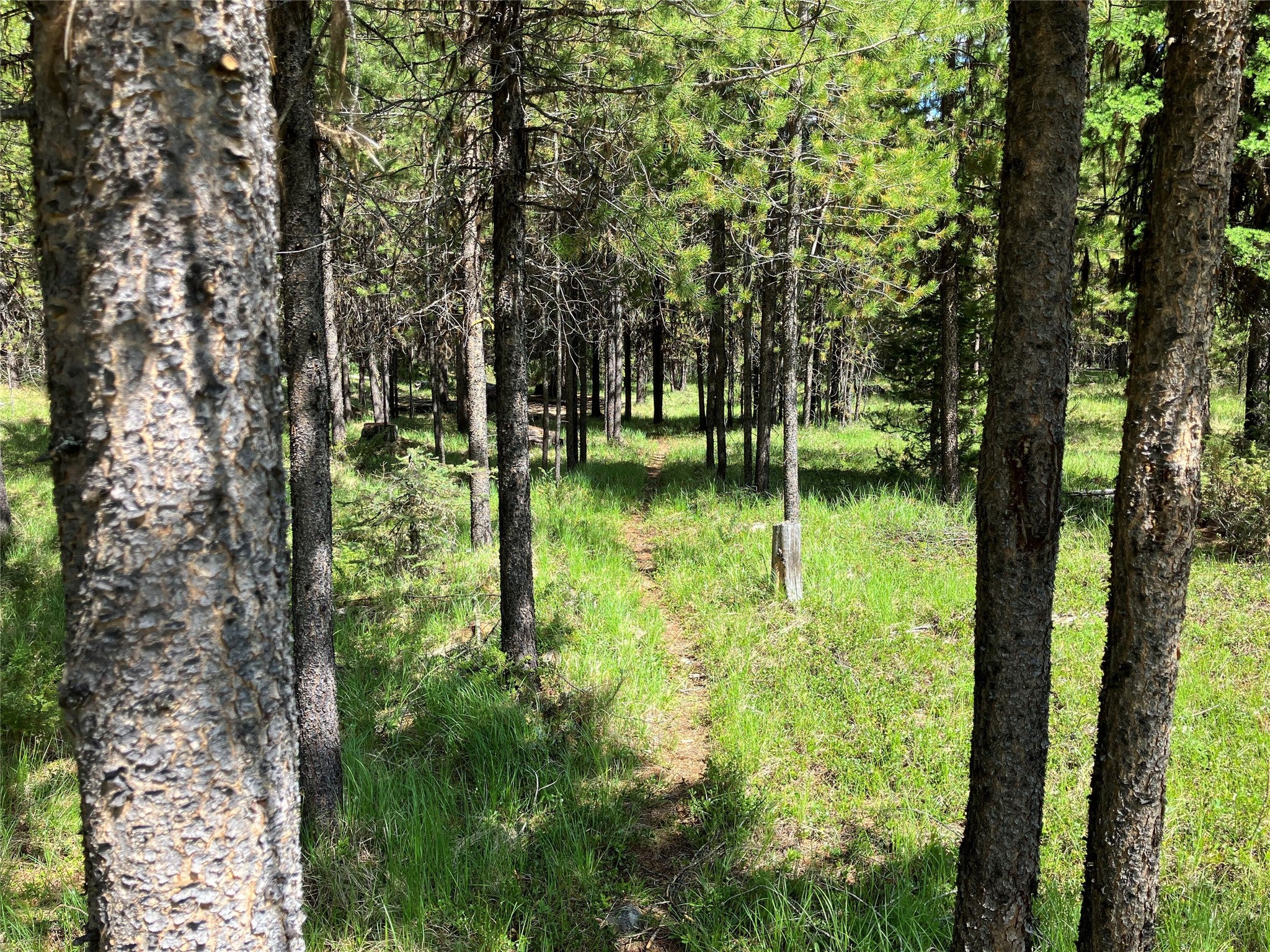 1606 North Fork Yaak Road Troy, MT 59935 - Photo 81 of 98 Gallery Image 81