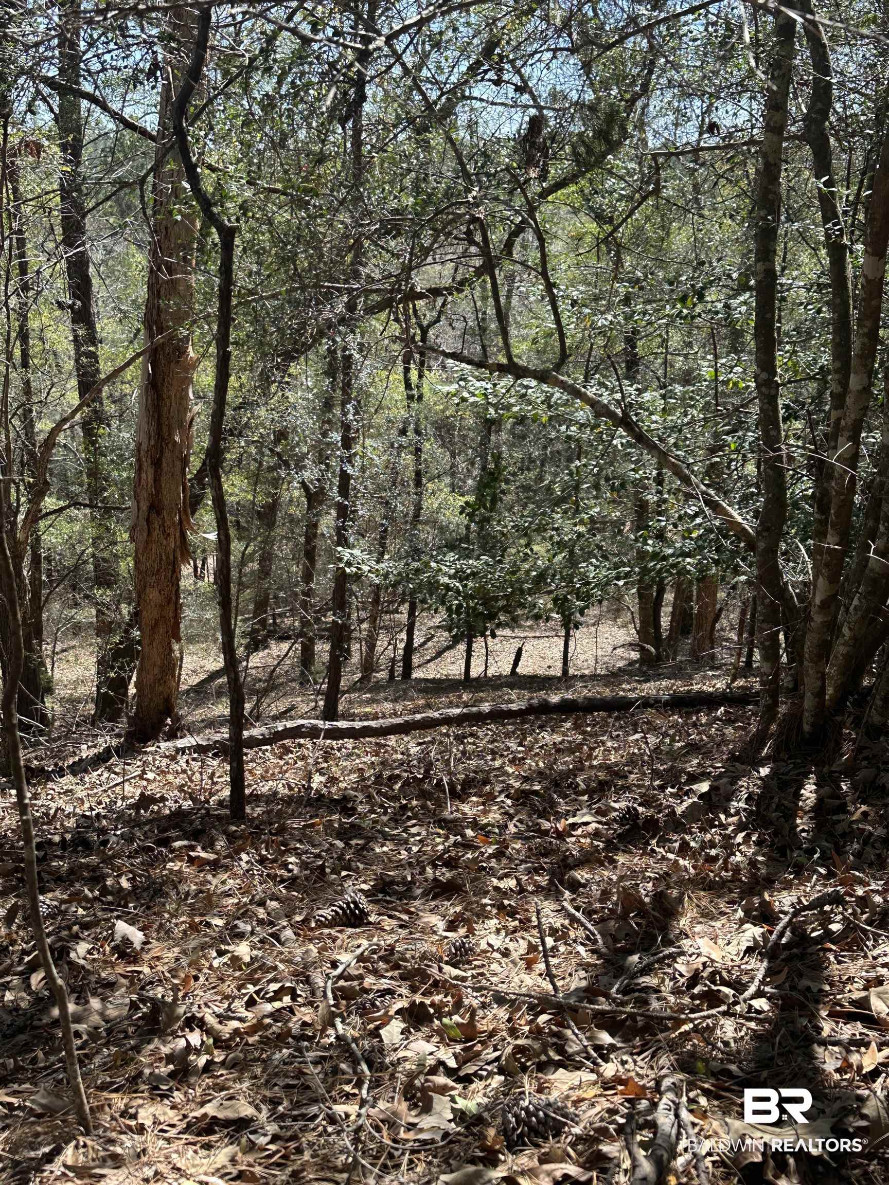 8557 County Road 34 Millry, AL 36558 - Photo 23 of 36 View of nature featuring a wooded view