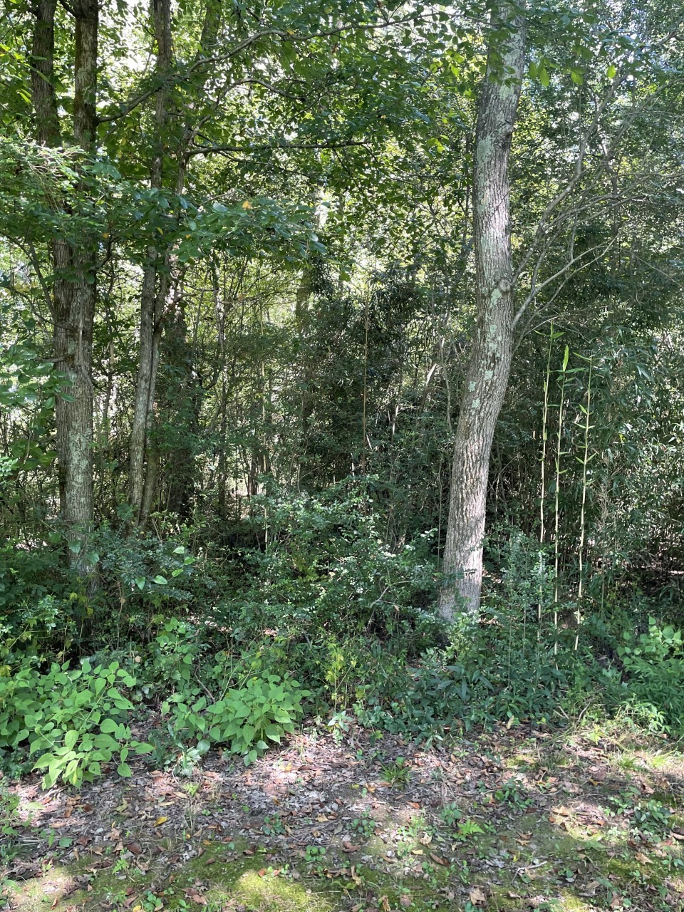 1470 McCarter Road Lawrenceburg, TN 38464 - Photo 29 of 35 Gallery Image 29