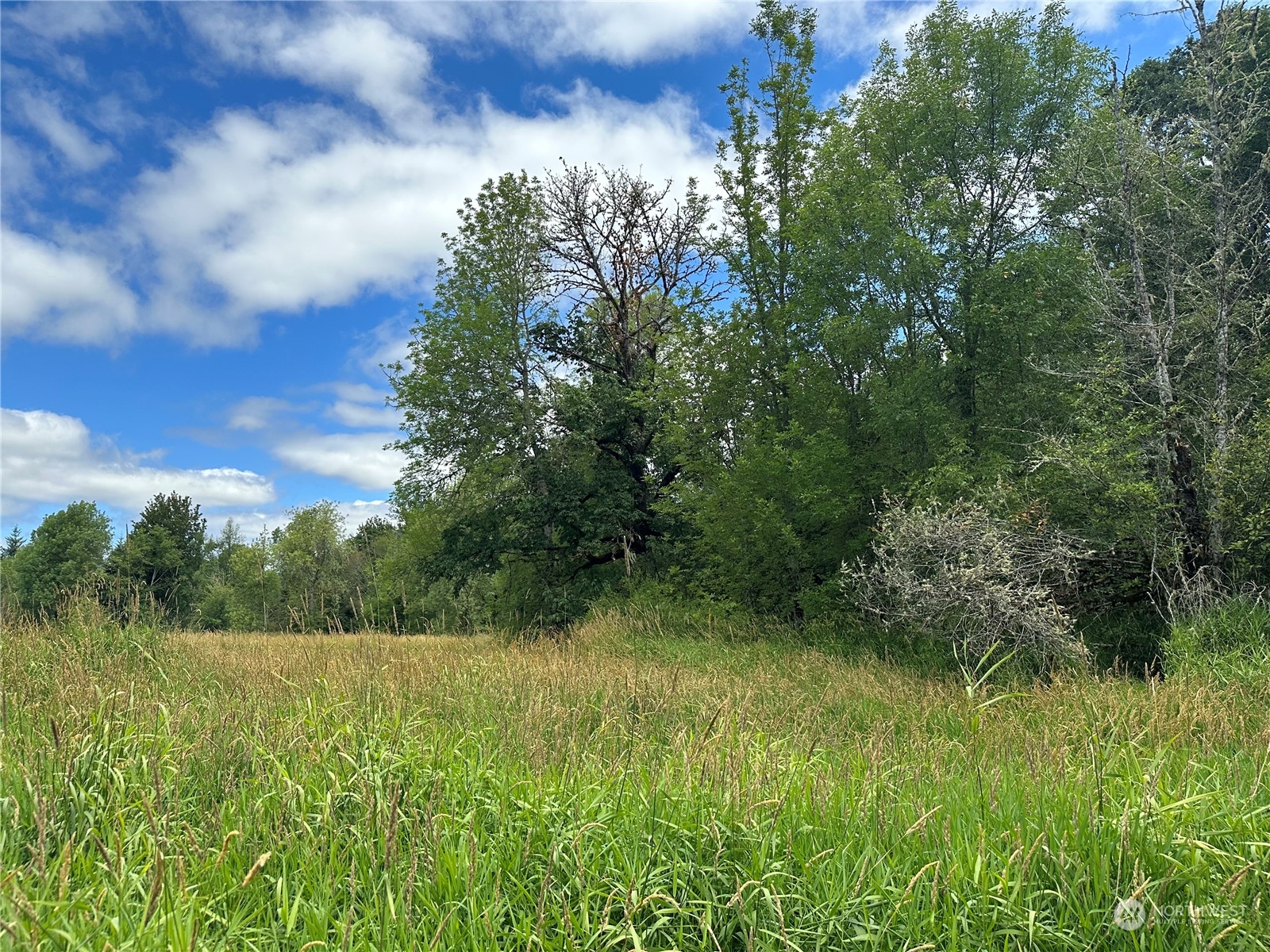 164 Nowhere Road Toledo, WA 98591 - Photo 1 of 11 a view of a green field with lots of bushes