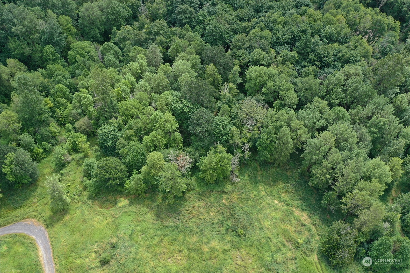 164 Nowhere Road Toledo, WA 98591 - Photo 6 of 11 a view of a lush green forest