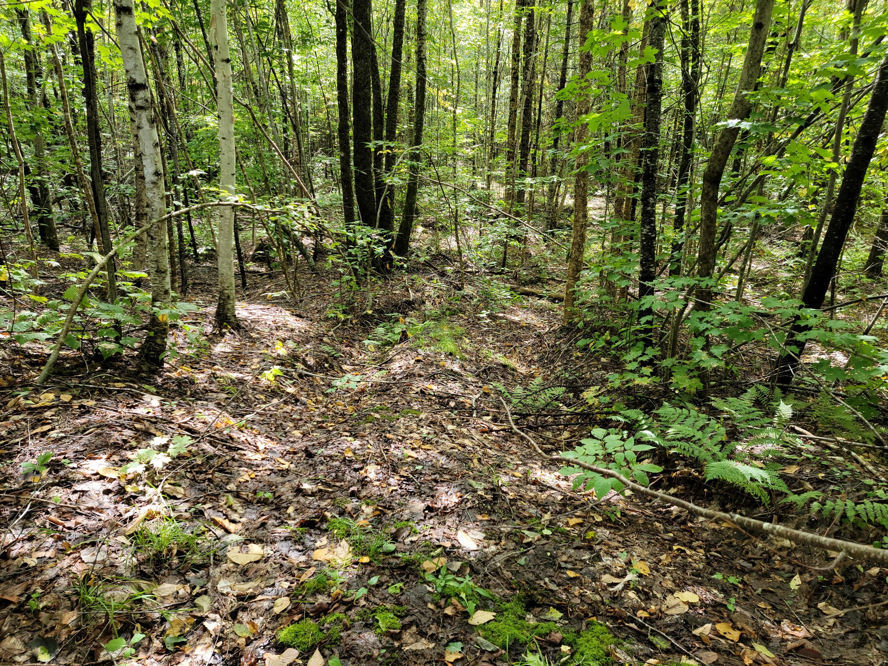 Lot 28 Mill Privilege Road Carroll Plt, ME 04487 - Photo 16 of 17 20210916_115727