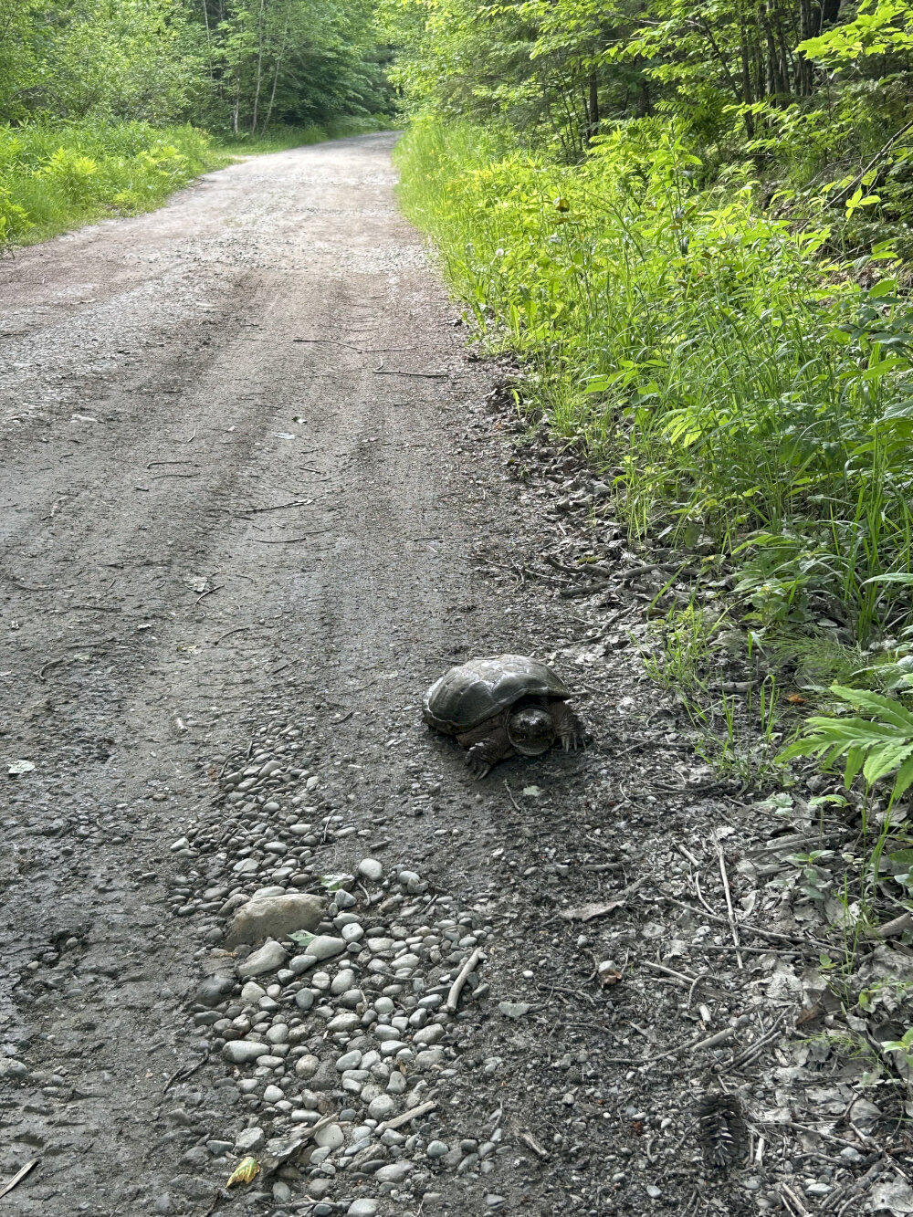 180 Lambert Road Skowhegan, ME 04976 - Photo 35 of 38 IMG_3061_result
