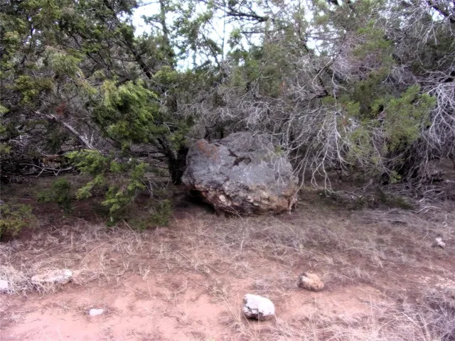 a view of a yard with a tree