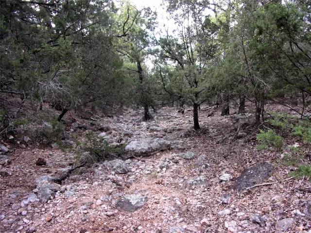 a view of some trees in the forest
