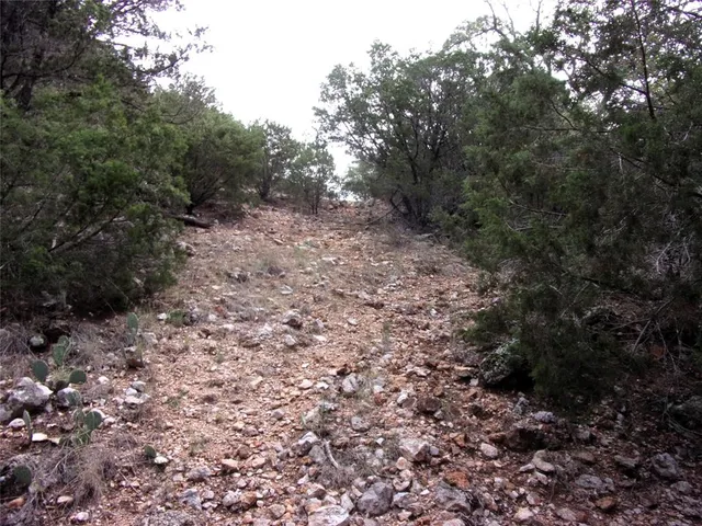 a view of a forest with trees in the background