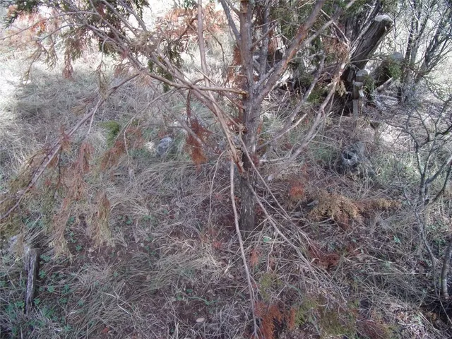 a backyard of a house with lots of trees