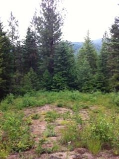 Xx Buck Creek Road Loon Lake, WA 99148 - Photo 1 of 10