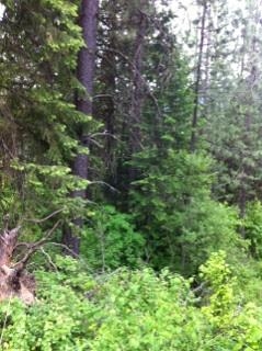 Xx Buck Creek Road Loon Lake, WA 99148 - Photo 3 of 10