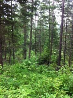Xx Buck Creek Road Loon Lake, WA 99148 - Photo 5 of 10