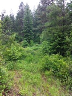 Xx Buck Creek Road Loon Lake, WA 99148 - Photo 6 of 10