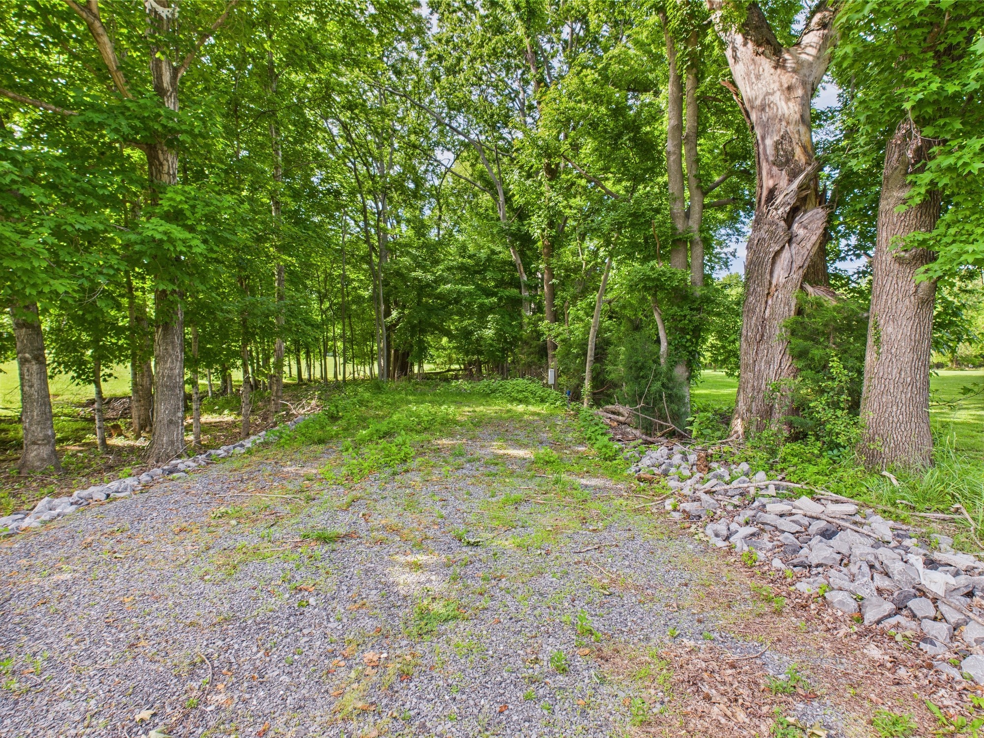 836 Prizer Point Road Cadiz, KY 42211 - Photo 81 of 82 a view of a yard with trees