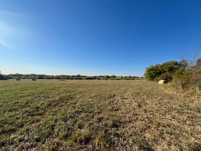 a view of a tree in a yard