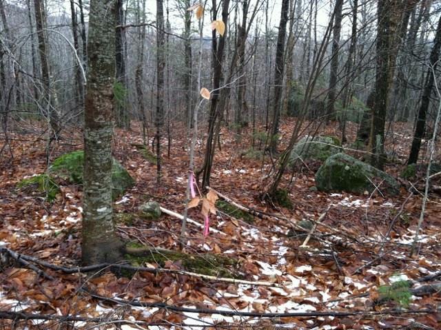 Lot 15 Arab Road Lee, ME 04455 - Photo 4 of 10 Photo