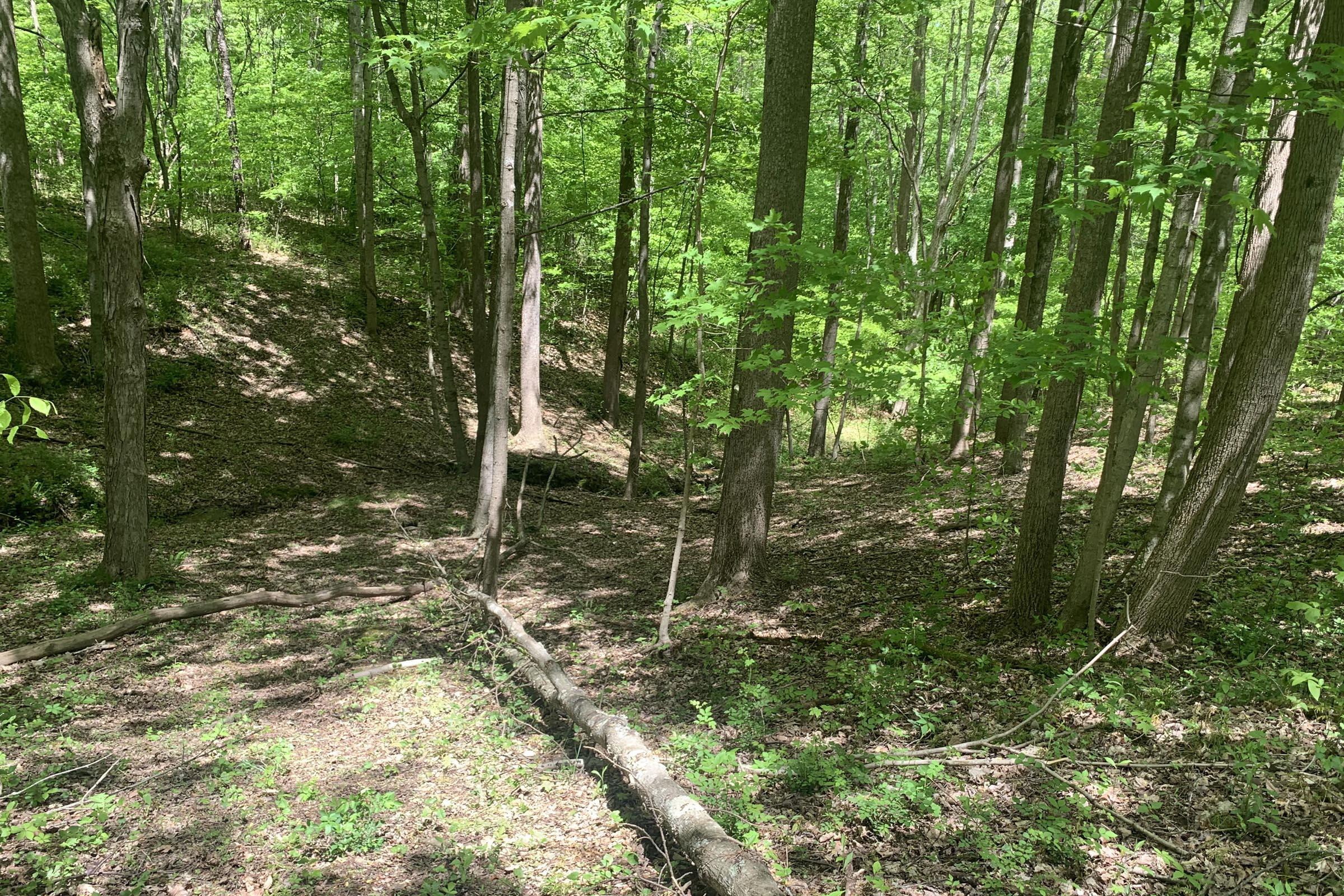 0 Tennant Road, Unit TRACT 2 Ray, OH 45672 - Photo 19 of 39 20230509_171637289_iOS