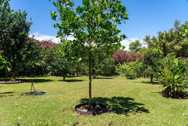 a view of a patio with table and chairs potted plants