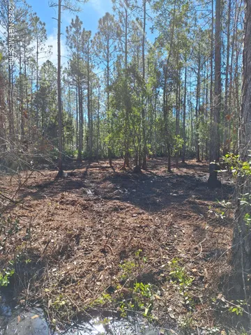 a view of a forest with trees