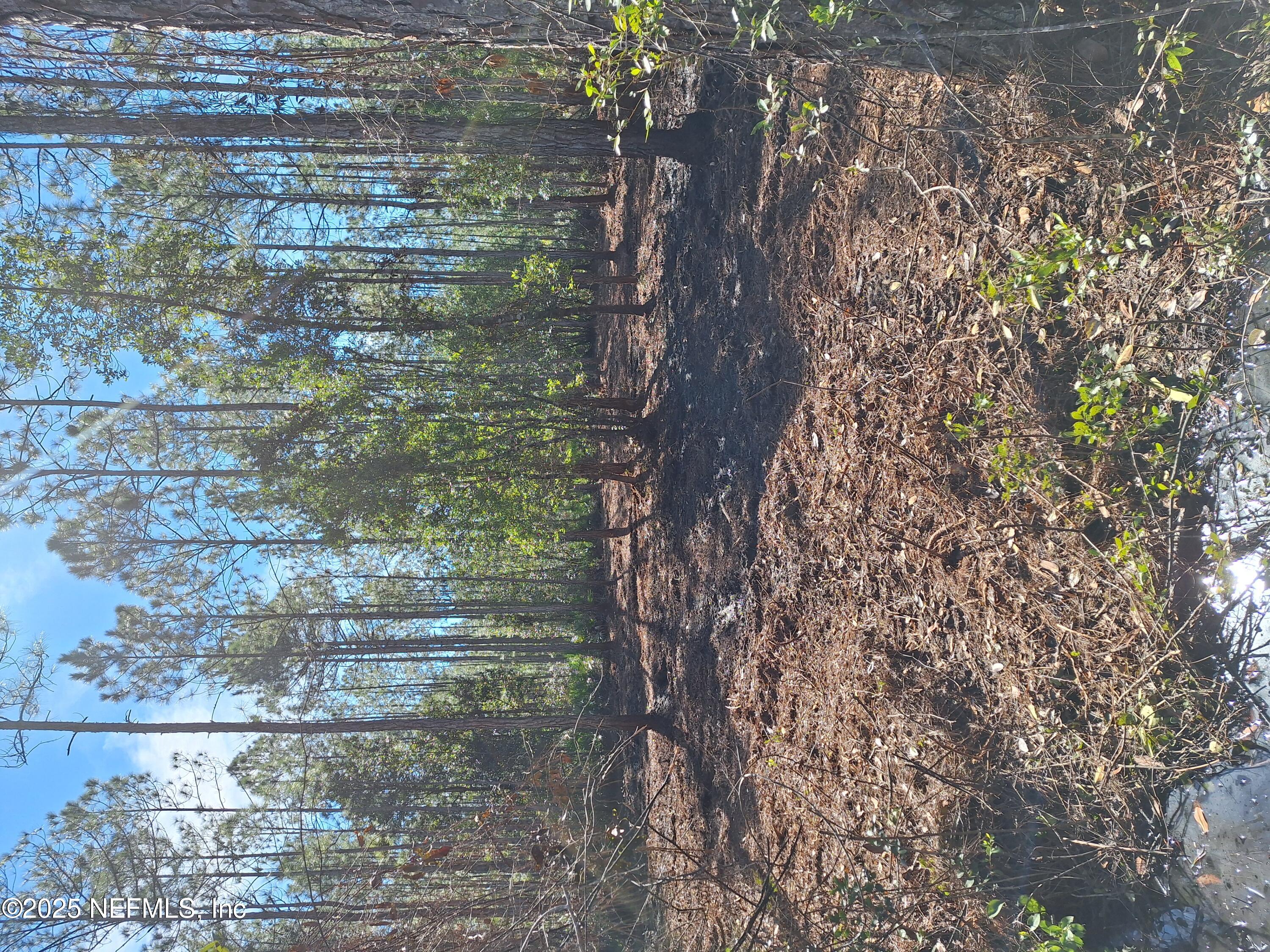 a view of a forest with trees