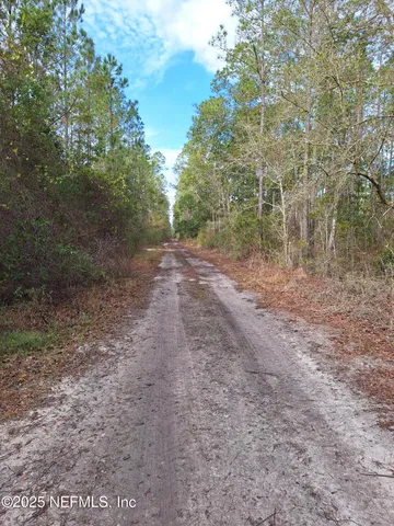 a view of a forest with trees in the background