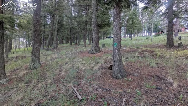 a view of a forest filled with trees