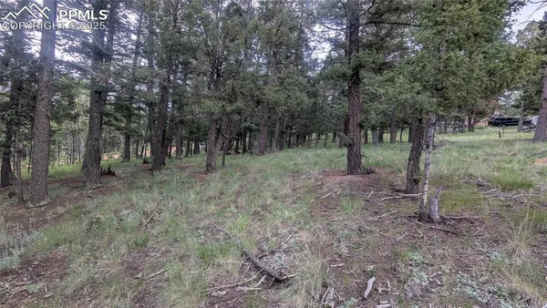 a view of a forest with trees in the background