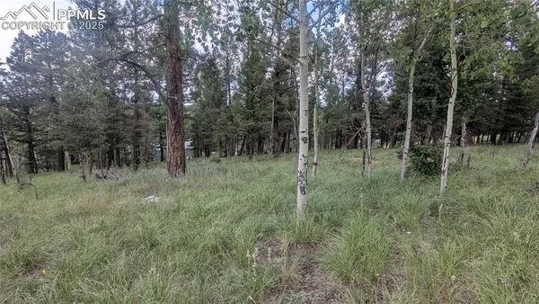 a view of a lush green forest