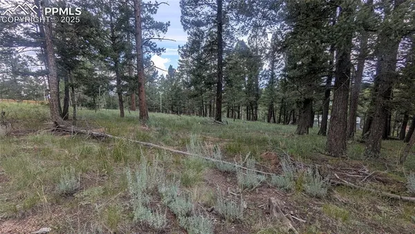a view of a forest with trees in the background