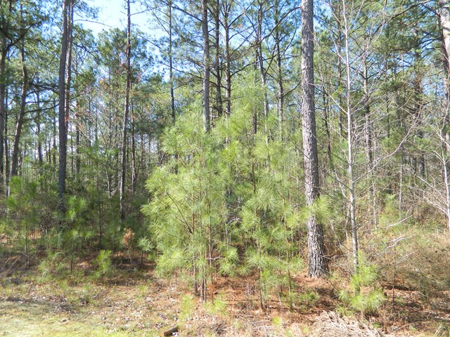 121 Dowdell Mill Road Hamilton, GA 31811 - Photo 16 of 19 Gallery Image 16