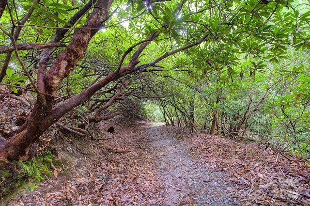 a backyard of a house with lots of green space and a fountain