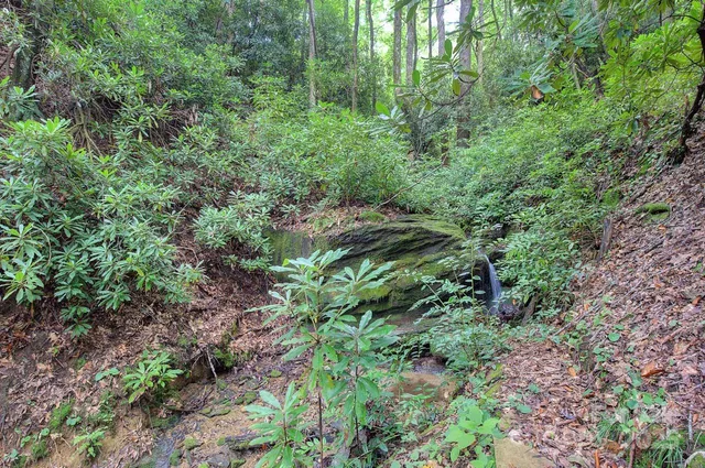 a plant view in yard