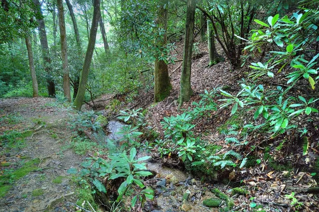 a backyard of a house with lots of green space