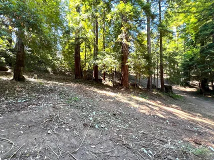 a view of a tree in the middle of a yard