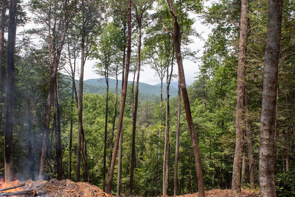 a view of outdoor space and trees
